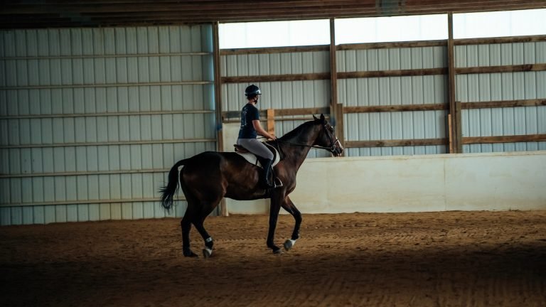 Sklep jeździecki – zestaw dla początkującego sportowca